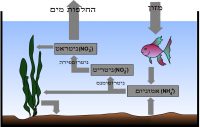 סייקל לאקווריום